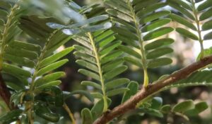 Green Elavanthi