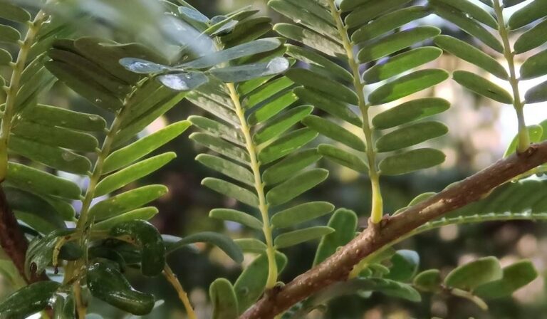 Green Elavanthi
