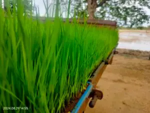 Crop management