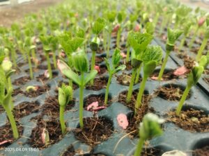 Protray nursery tech
