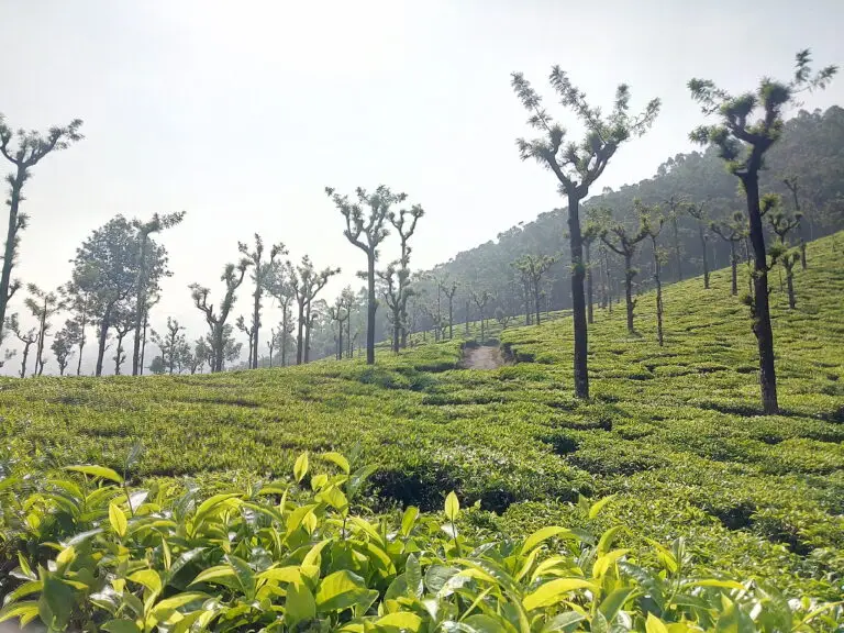 Hill farming