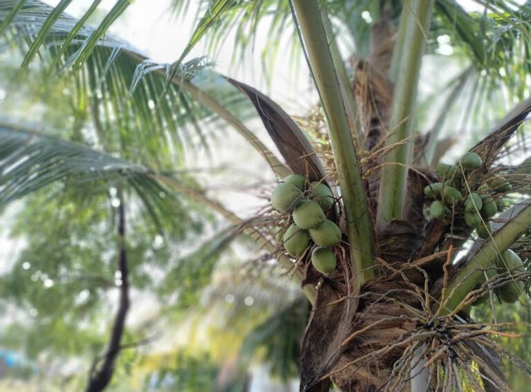 Coconut