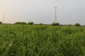 Sorghum farm