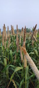 Millets