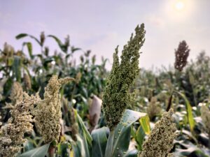 Crop production